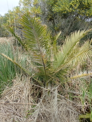 Ravenea rivularis