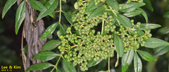 Zanthoxylum schinifolium