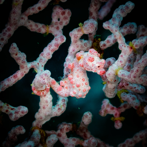 Pygmy Seahorse (Hippocampus bargibanti)