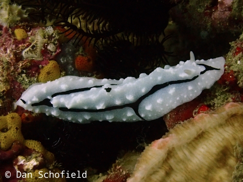 Shireen's Phyllidiopsis (Phyllidiopsis shireenae)