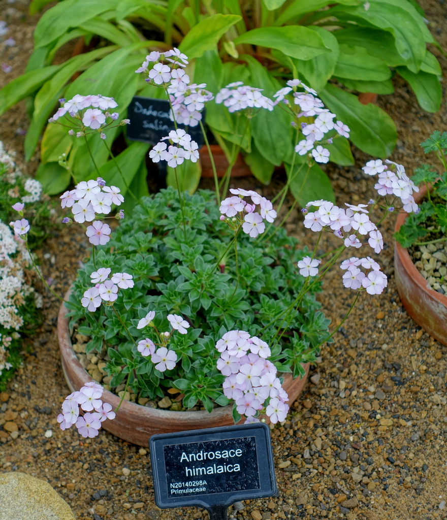 Androsace tibetica