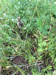 Enneapogon nigricans