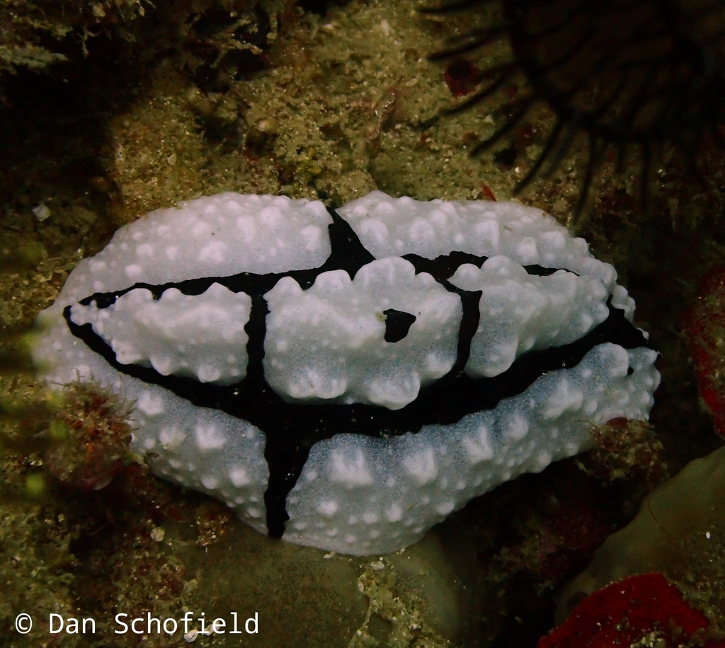 Crested Wart Slug