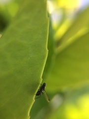 Sepsidae