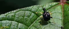 Phymatapoderus flavimanus