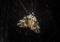 Thallarcha staurocola