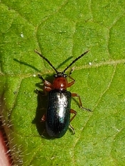 Oulema melanopus