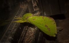 Aenetus eximia