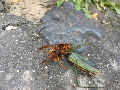 Vespa simillima xanthoptera