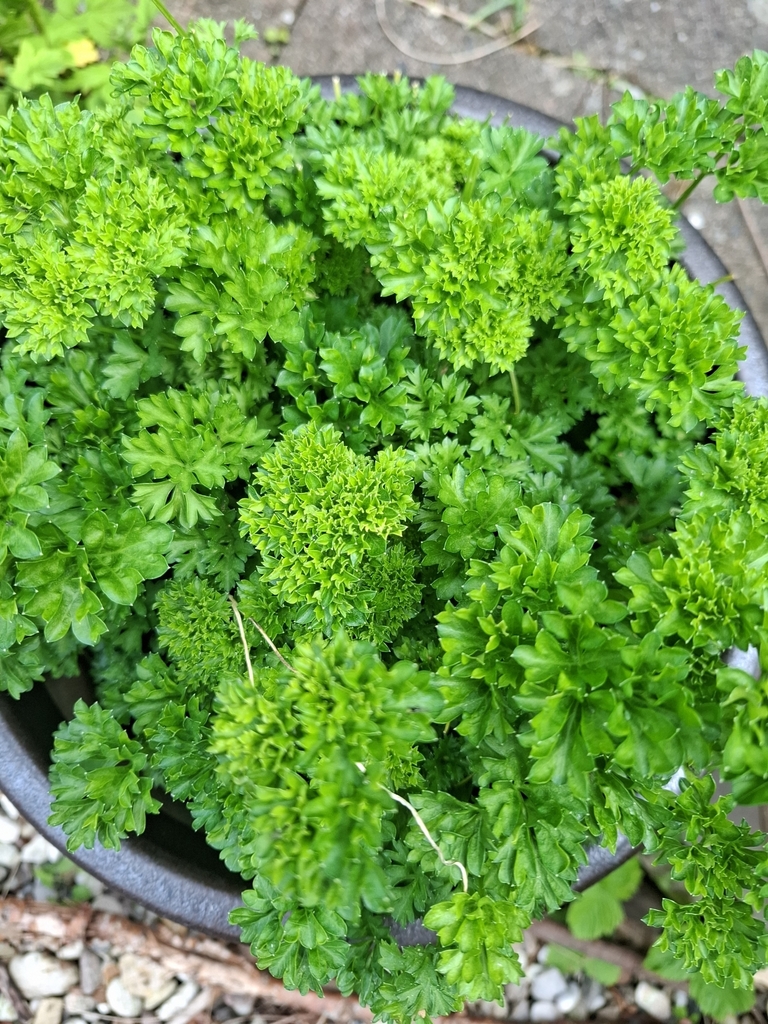 Petroselinum crispum