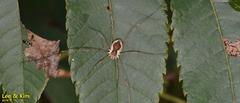 Oligolophus tienmushanensis