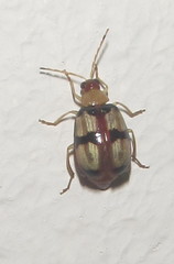 Monolepta vinosa