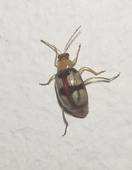 Monolepta vinosa