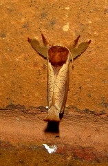 Lebedodes rufithorax