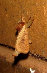 Lebedodes rufithorax