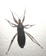 Reduvius tarsatus