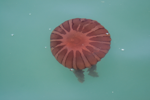 Chrysaora fulgida (Reynaud, 1830)