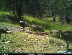 Meleagris gallopavo mexicana