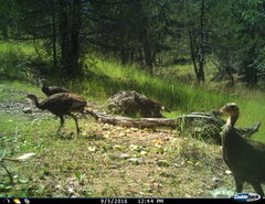 Meleagris gallopavo mexicana