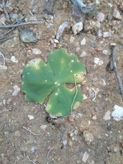 Oxalis magnifolia