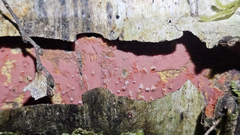 Australovuilleminia coccinea