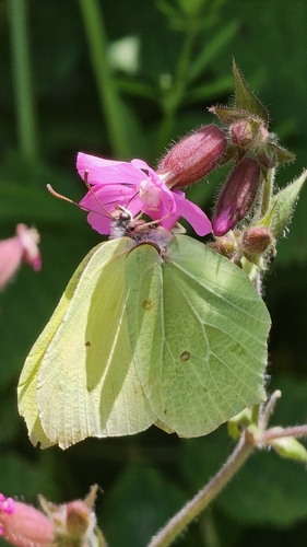 Gonepteryx rhamni