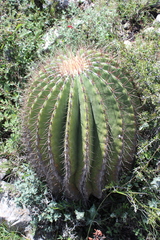 Ferocactus haematacanthus