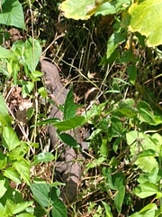 Varanus exanthematicus