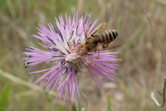 Dasypoda