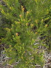 Melaleuca armillaris