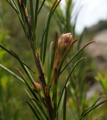 Melaleuca armillaris