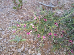 Indigofera pungens