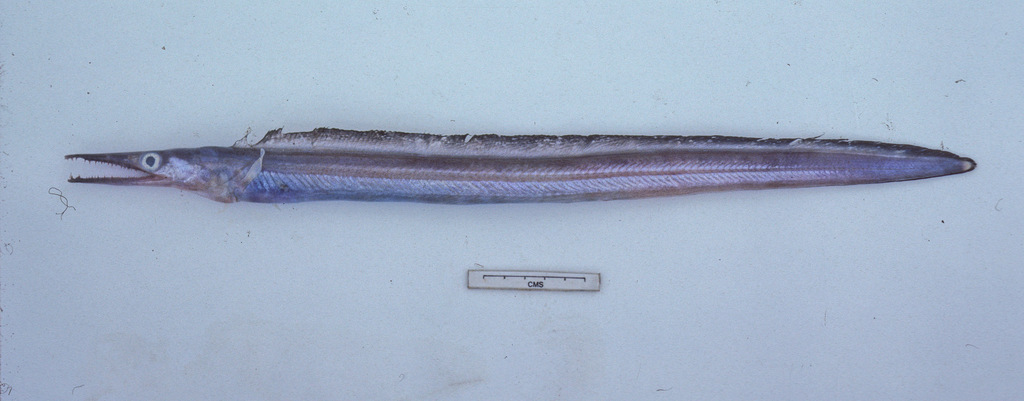 Slender pike conger (Oxyconger leptognathus) — Muraenesocidae
