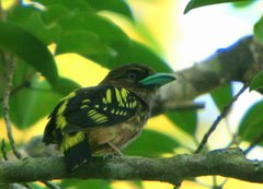 Eurylaimus javanicus