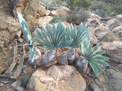 Boophone haemanthoides