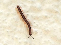 Helicorthomorpha holstii