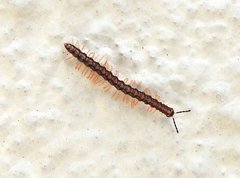 Helicorthomorpha holstii