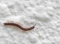 Helicorthomorpha holstii