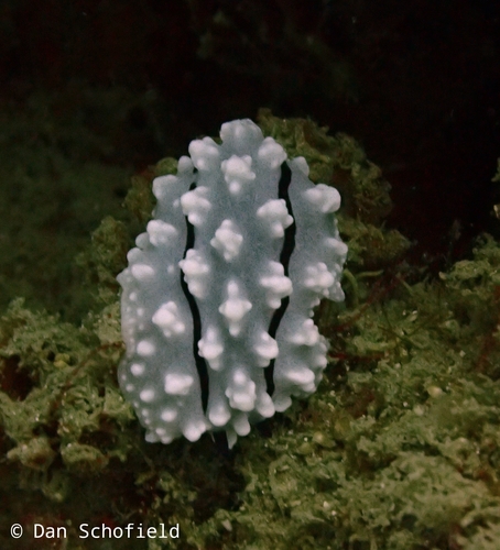 Rudman's Phyllidiella (Phyllidiella rudmani)