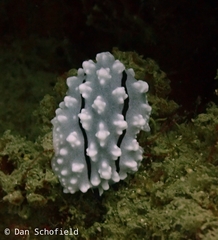 Phyllidiella rudmani image