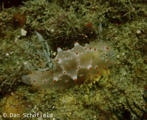 Batangas Halgerda (Halgerda batangas)