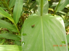 Choreutis basalis