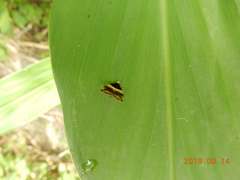 Choreutis basalis