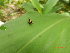 Choreutis basalis