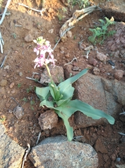 Cyanella orchidiformis