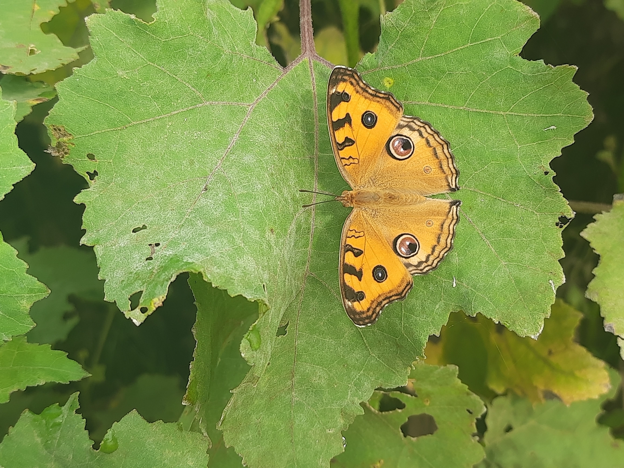 Peacock Pansy