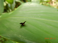 Choreutis basalis
