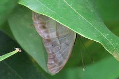 Eulaceura osteria