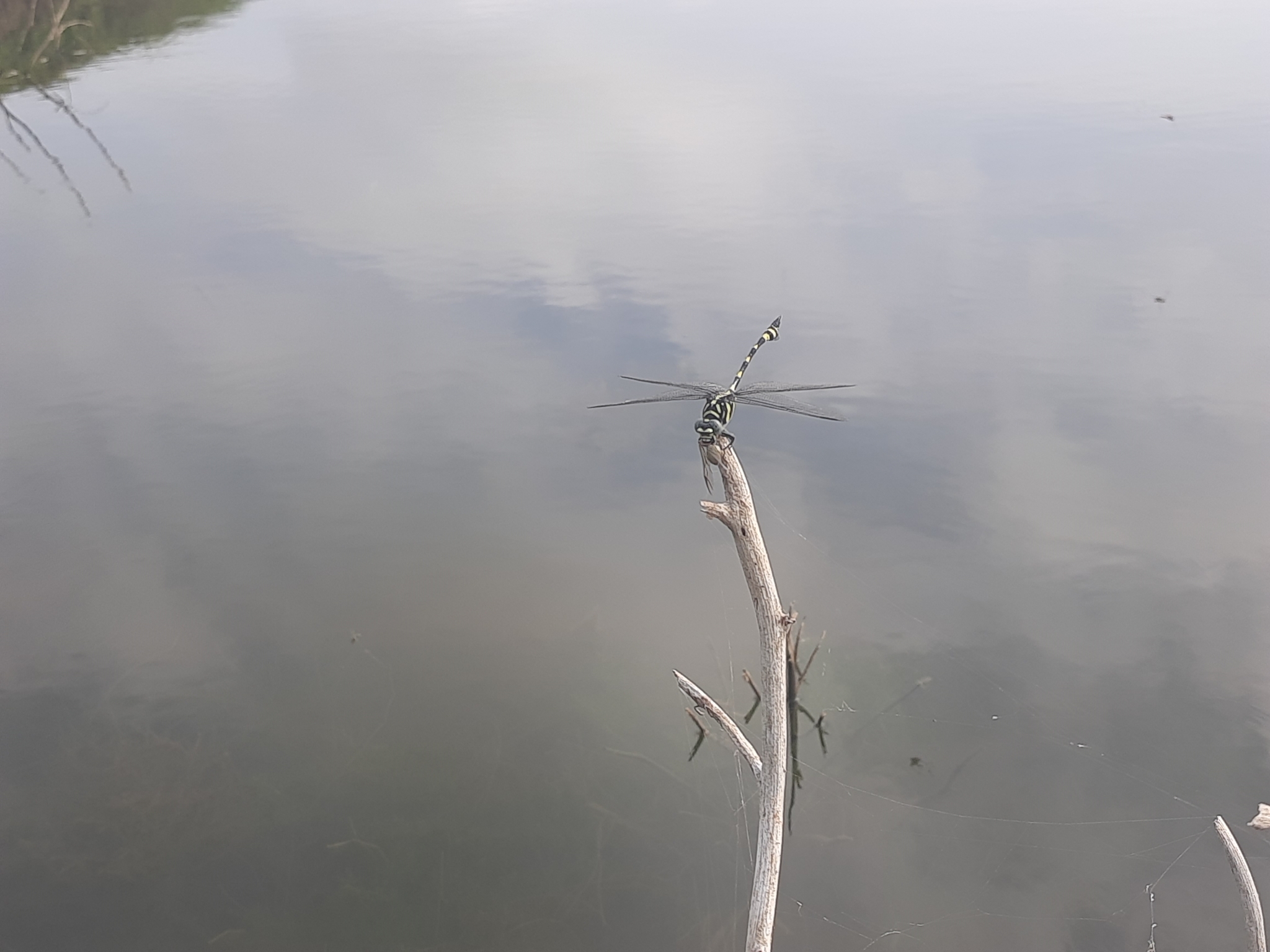 Indian Common Clubtail