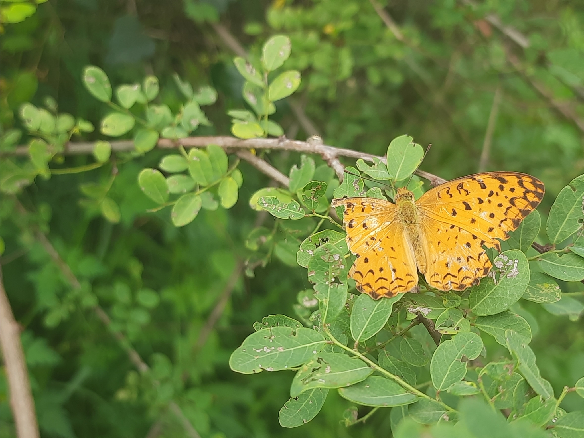 Common Leopard